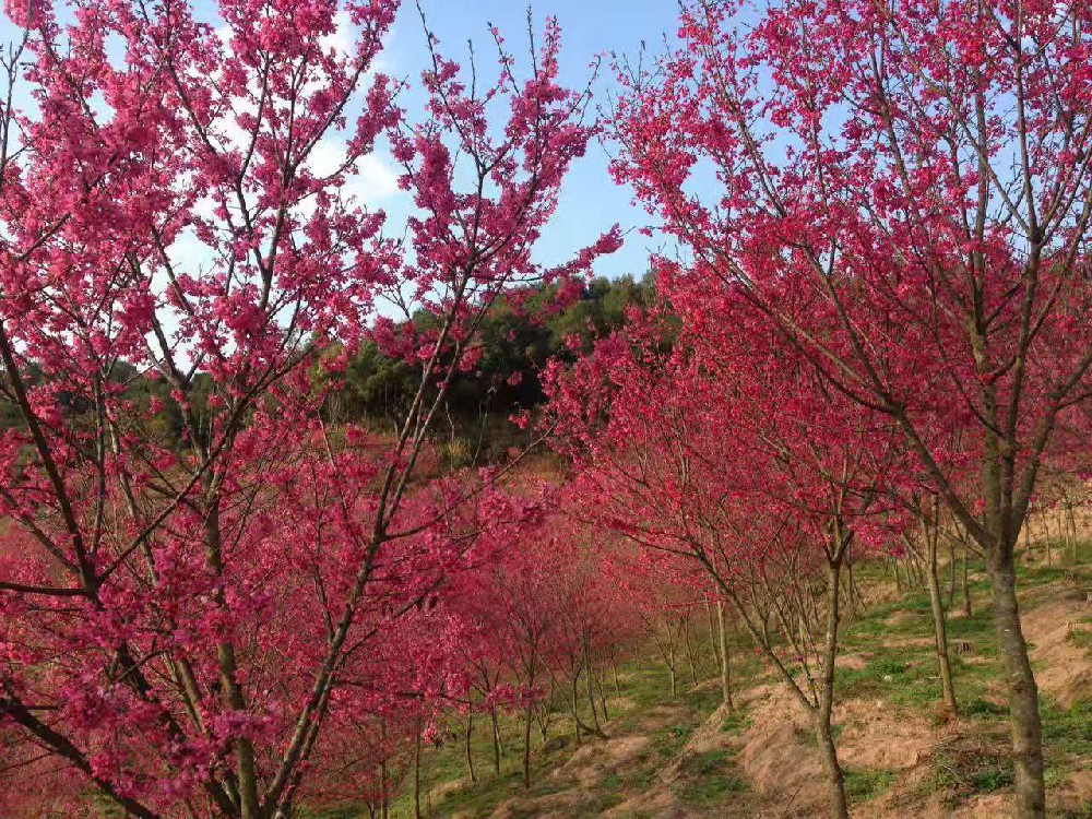 台灣陽明山櫻花